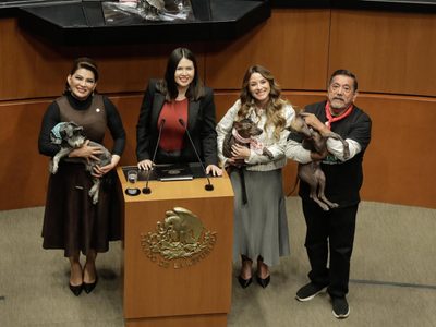El Senado aprueba por unanimidad la reforma para la protección de animales