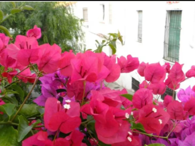 Así de fácil podés propagar tu planta de Buganvilla en maceta y que tu casa se llene de flores