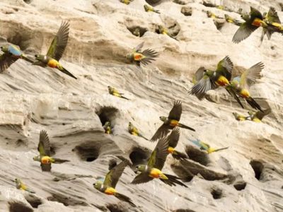 El ave del invierno: el pájaro que inunda las calles anunciando la llegada de la nieve