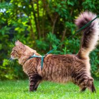¿Por qué se dice que los gatos eligen a sus dueños?