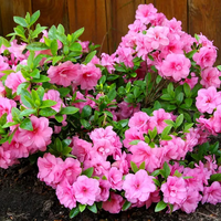 Si amás el color rosa, estas son las plantas que vas a querer tener en casa