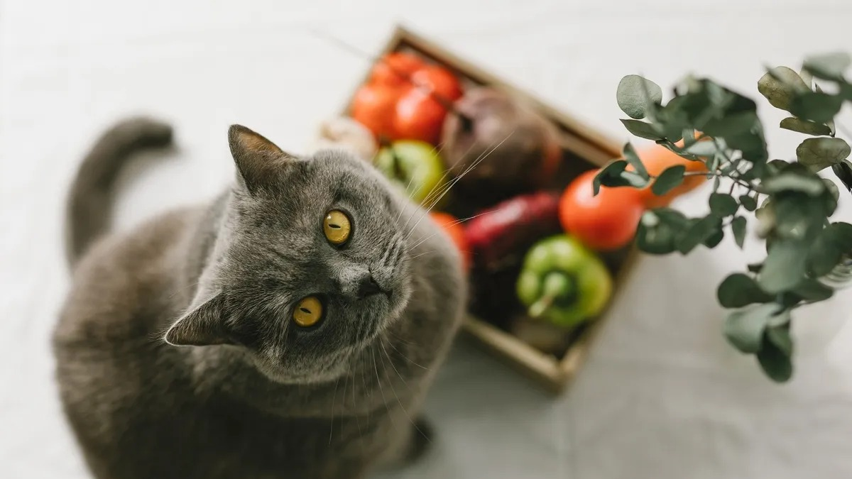 Rituales. Fuente: (Shutterstock)