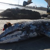 Lloran y manipulan a ballena gris que quedó varada y fue sepultada en playa de Ensenada (Videos)