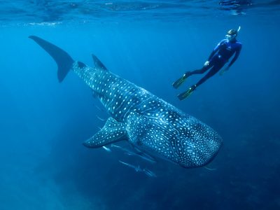 Hallaron que el tiburón ballena es el omnívoro más grande del mundo: cuál fue la especie destronada