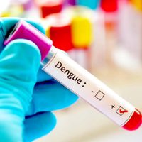 ¡Alerta dengue! Advierten sobre la existencia de casos autóctonos en la provincia de Buenos Aires