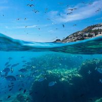 España y Francia unidas para proteger la biodiversidad del Mediterráneo