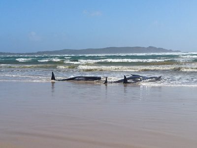 Mueren 250 ballenas piloto tras encallar en una playa de Nueva Zelanda
