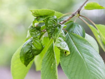 Por qué las hojas de mis plantas se enrollan y están deformadas, y cómo solucionarlo