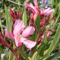 La planta que muchos tienen en su jardín, que da hermosas flores, pero que esconde un peligroso secreto