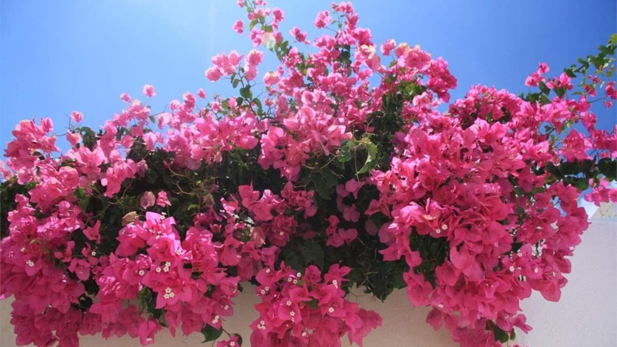 Plantas. Fuente: (Instagram).