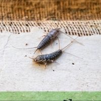 Terminá para siempre con los insectos de la humedad en tu casa con este sencillo truco y sin gastar de más