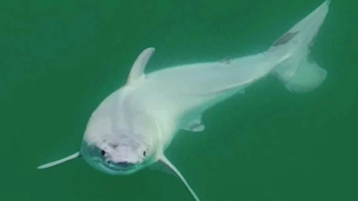 Tiburón blanco recién nacido