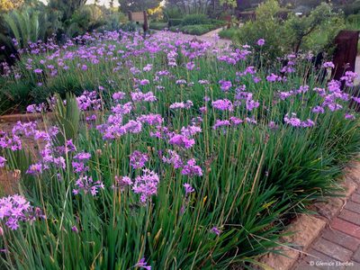 Las plantas "todoterreno" y de bajo mantenimiento que necesitás si querés decorar tu casa en primavera