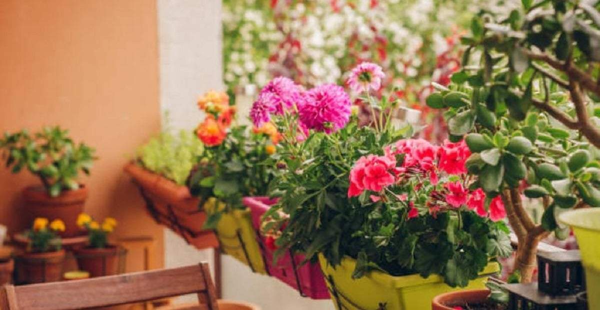 Plantas. Fuente: (Portafolio)