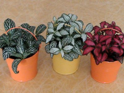 4 plantas para espacios pequeños que apenas necesitan cuidados y son perfectas para decorar