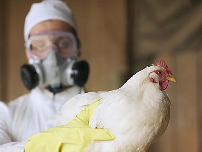 Argentina suspendió la exportación de productos avícolas tras un brote de gripe aviar