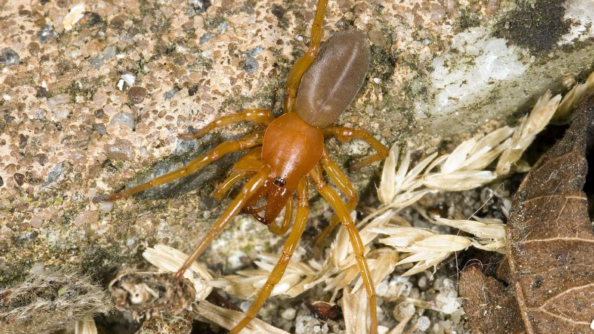 Araña. Fuente: (Twitter)
