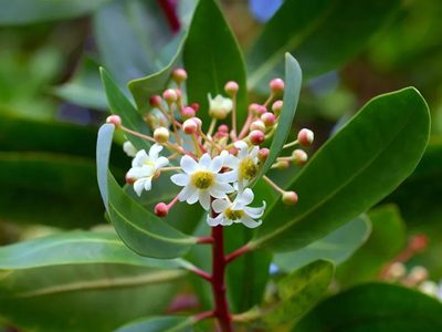 La planta que te avisa cuándo va a llover y cuya corteza es un tesoro para tu salud