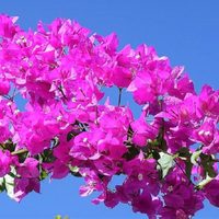 En pocos pasos y muy fácil, así podés propagar tus plantas de Buganvilla o Santa Rita