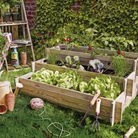 Manos a la obra: las plantas que tenés que sembrar en septiembre para tener una cosecha abundante en verano