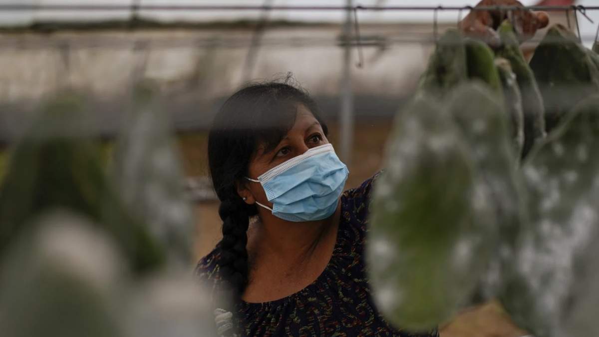 Arcelia García toma una hoja de nopal con pequeñas hembras de cochinilla, listas para ser recolectadas