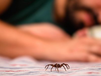 La forma más efectiva de eliminar las arañas de casa por completo: solo dos ingredientes