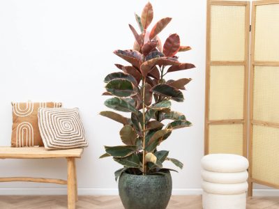 La planta vintage que ahora está de moda y que destaca por sus bellas hojas con bordes rosados
