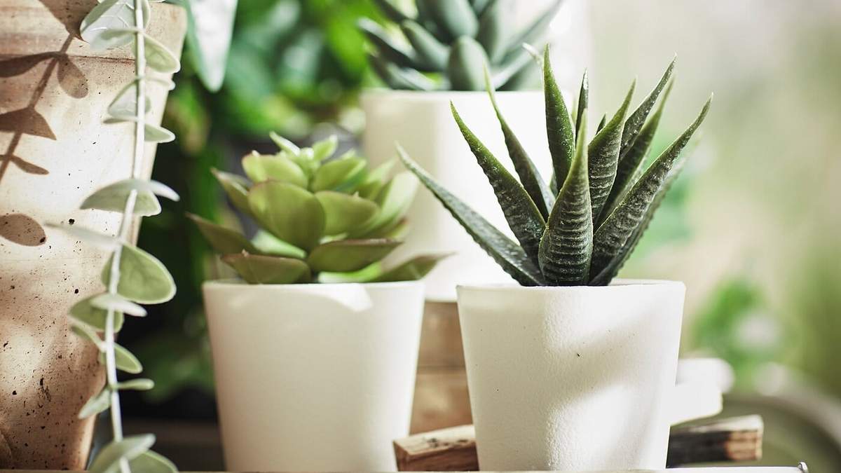 Plantas suculentas. Fuente: (Instagram)
