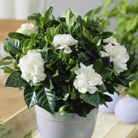 Los secretos simples para que tu Jazmín del Cabo esté verde y se llene de las flores más hermosas