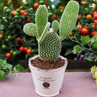 Plantas: lo que tenés que hacer si notás que tu cactus tiene manchas marrones