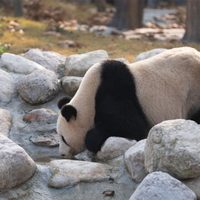 La nueva base de pandas en China recibió a más de 6.000 visitantes en su debut