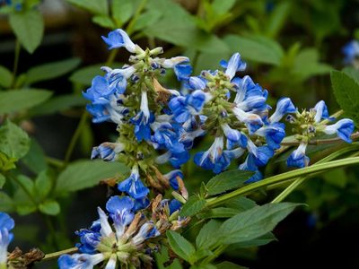 La planta de hermosas flores celestes que es imposible de matar, casi no necesita riego y engalana tu jardín