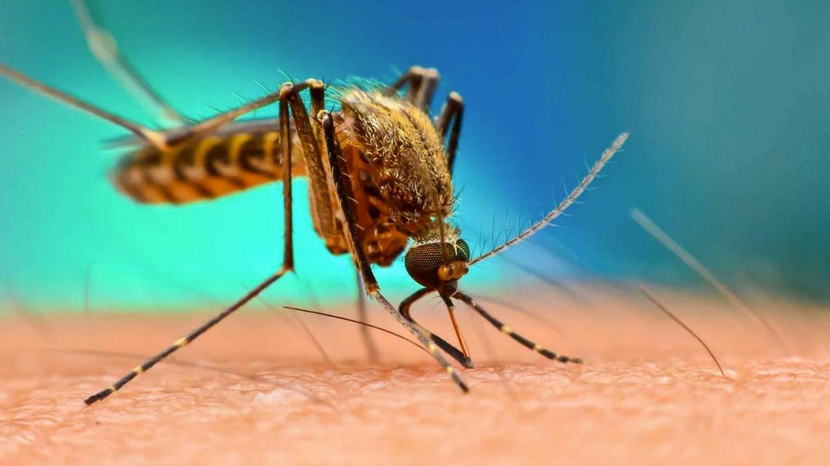 Mosquito transmisor del dengue. Fuente: (Twitter)