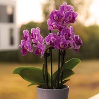 Plantas: si tus orquídeas no florecen, mirá lo que podés hacer para que estén sanas y rozagantes