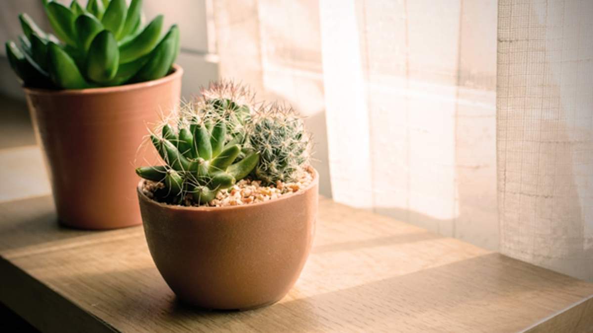 Cactus. Fuente: (X)