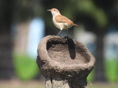 Curiosidades del hornero, el ave nacional: cuántas especies existen y seguro no conocías