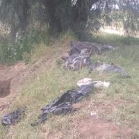 Guanajuato: ahora en Silao, hallan unas 12 bolsas con restos humanos