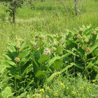 Si sos fanático de las mariposas: conocé cuál es la planta más fácil de cultivar que no puede faltar en tu jardín
