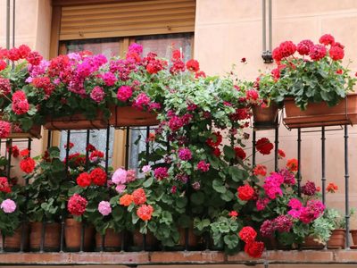 La planta que da hermosas y llamativas flores y que es ideal para engalanar la galería de tu jardín