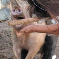 La ONU instala panel de expertos para estudiar la aparición y propagación de enfermedades zoonóticas