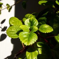 Muy buscada: la planta que purifica el aire y atrae la calma y la abundancia a tu vida