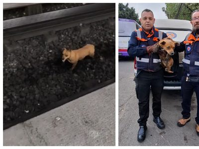 Perro provoca retraso de dos horas en Línea 2 del Metro