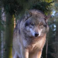 La controversia que surgió tras el regreso de los lobos a Bélgica por primera vez en un siglo