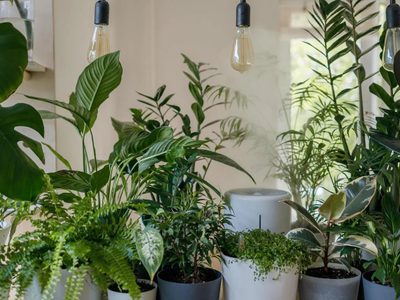 5 plantas que están en tendencia y que todo el mundo quiere tener en su hogar