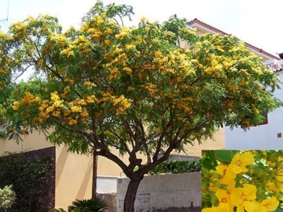 El árbol que explota de coloridas flores en primavera y que es ideal para colocar en la vereda