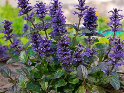 La planta de pocos cuidados que se mantiene hermosa todo el año y es perfecta para el borde de los canteros
