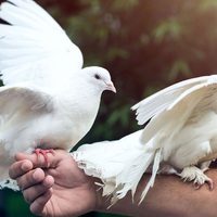 Colombófilos se quejan por la decisión de desregular a las palomas mensajeras