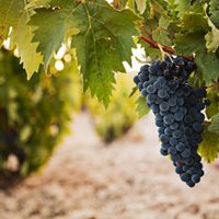 Antes que termine el invierno: la formá fácil de podar tu parra para que dé grandes frutos el próximo año