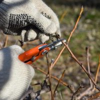 Se demanda mano de obra para la poda de frutales en Cipolletti