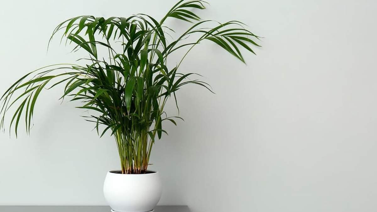 Palmera. Fuente: (Instagram).
